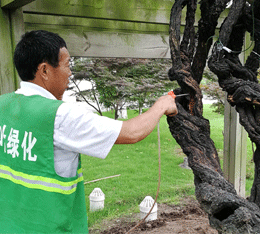 古樹名木搶救復(fù)壯